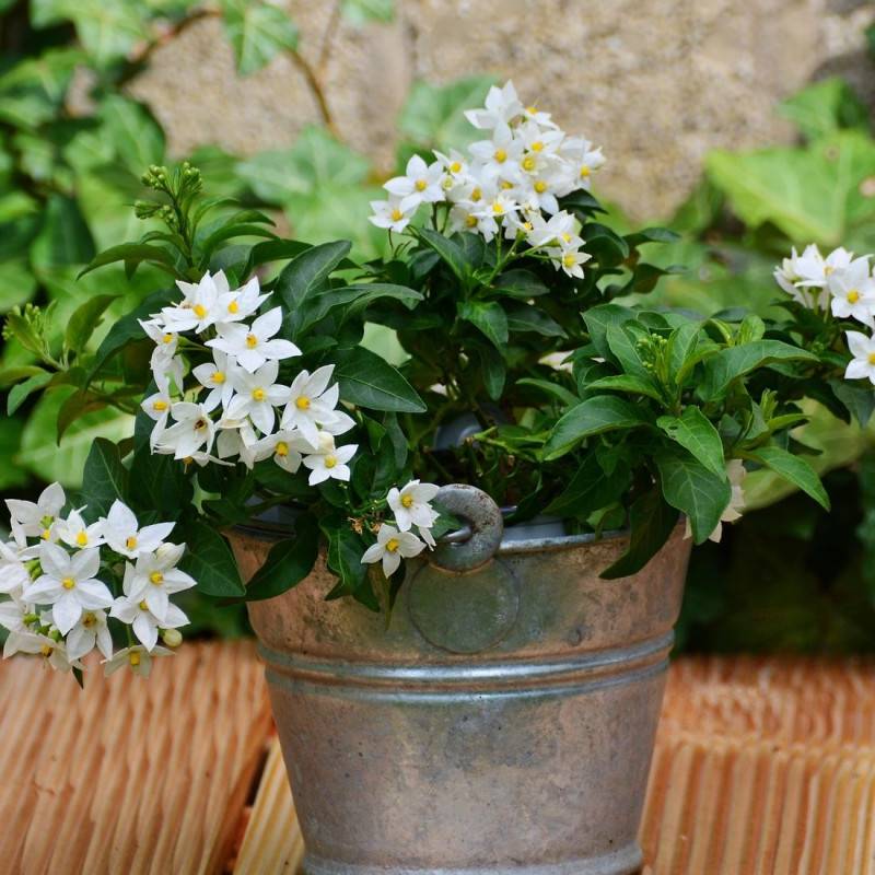 Solanum blanc, Morelle faux jasmin à fleurs Blanche - feuillage Caduc - Pot de 3L - Echelle bambou 60/120 cm-  hauteur à maturité De 2,50 m à 3,00 m - Imagen 2