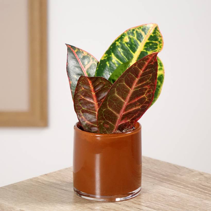 Croton Petra - Codiaeum Mini-plante