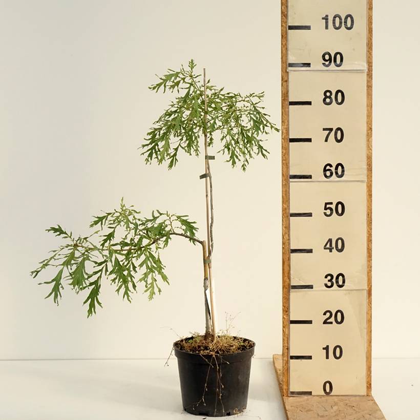 Promesse de Fleurs - Chêne pédonculé - Quercus robur Posnania Pot de 4L/5L - Image 2