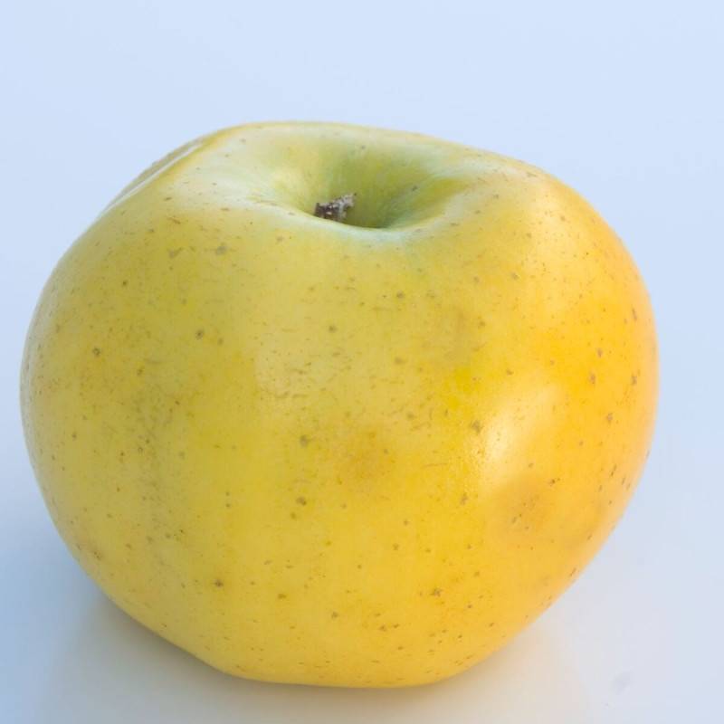 Pommier Reinette Clochard - Bon rendement - Pot de 12L - 1/2 tige - 150/175 cm - De 3,00 m à 5,00 m - Imagen 5