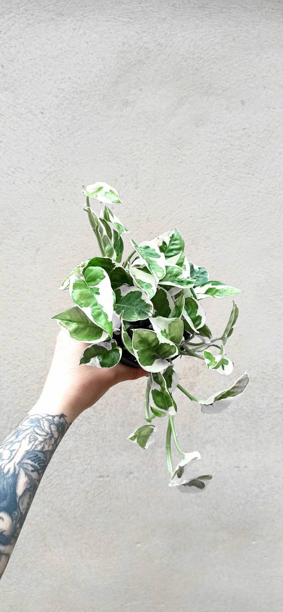 Scindapsus "pothos" N'Joy Medium D. 12cm H. 15cm - Plante d'intérieur - IndoorPoppies - Image 1