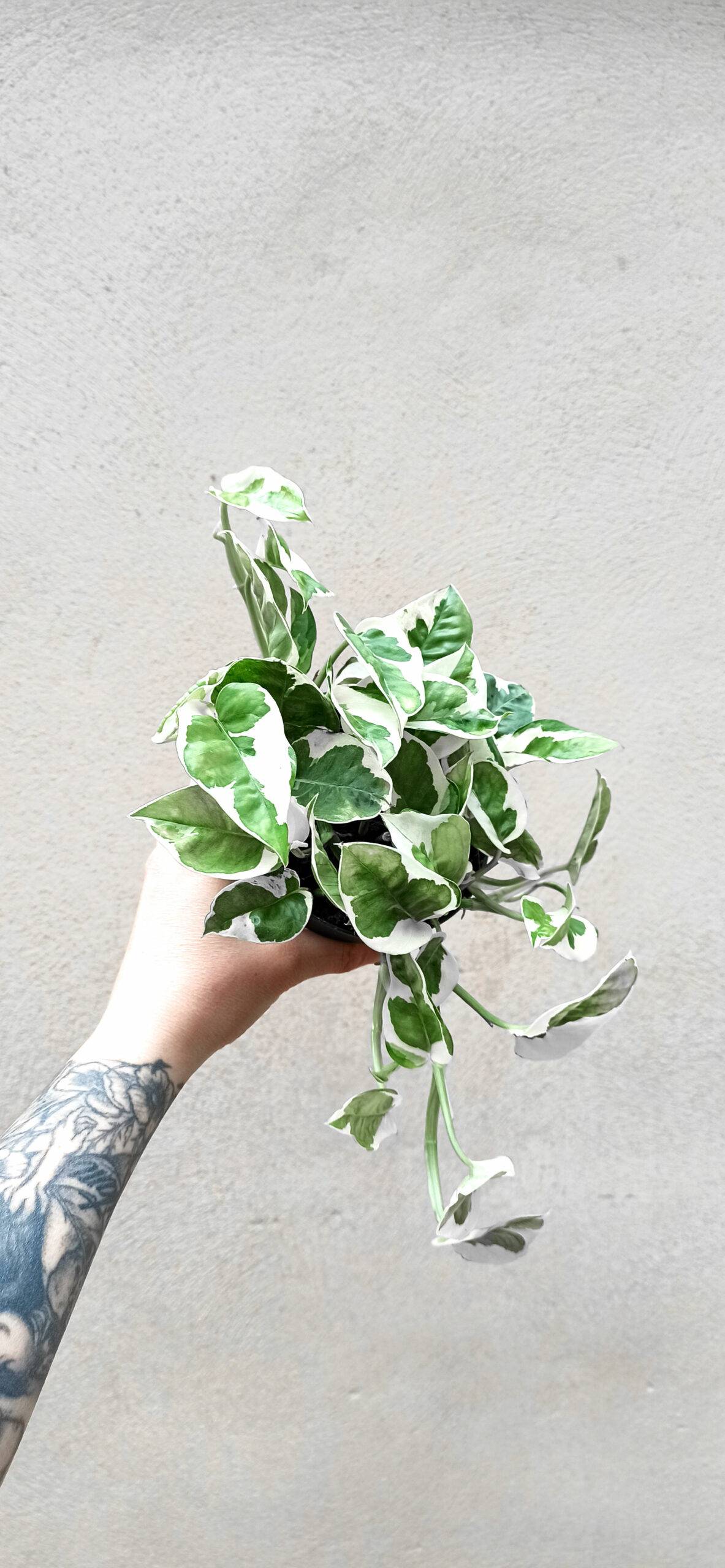 Scindapsus "pothos" N'Joy Medium D. 12cm H. 15cm - Plante d'intérieur - IndoorPoppies