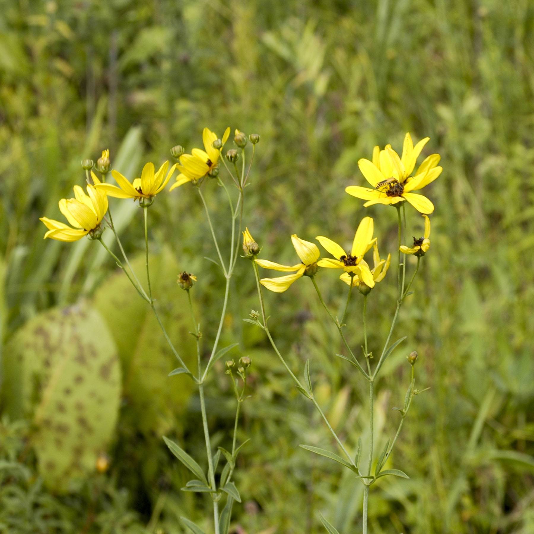 Promesse de Fleurs - Coreopsis tripteris - Grand coréopsis Godet de 8/9 cm