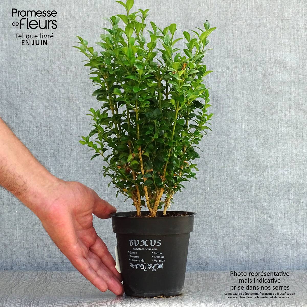 Promesse de Fleurs - Buis bordure - Buxus sempervirens Pot de 12 cm / 13 cm - Image 2