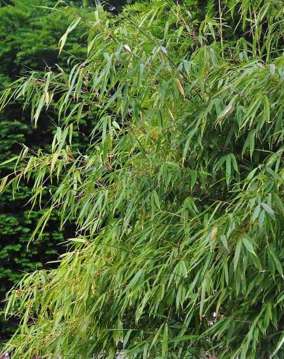 0 - Fargesia "Rufa" (Bambou non traçant) Pot 15 Litres - 100/125cm - 20/30 cannes - Image 2
