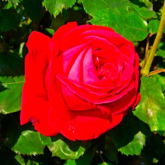 Rosier 'Dame de Coeur' - Racines nues - Taille 20 à 30cm - Pépinières Naudet - Image 1