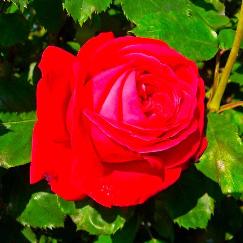Rosier 'Dame de Coeur' - Racines nues - Taille 20 à 30cm - Pépinières Naudet - Imagen 1