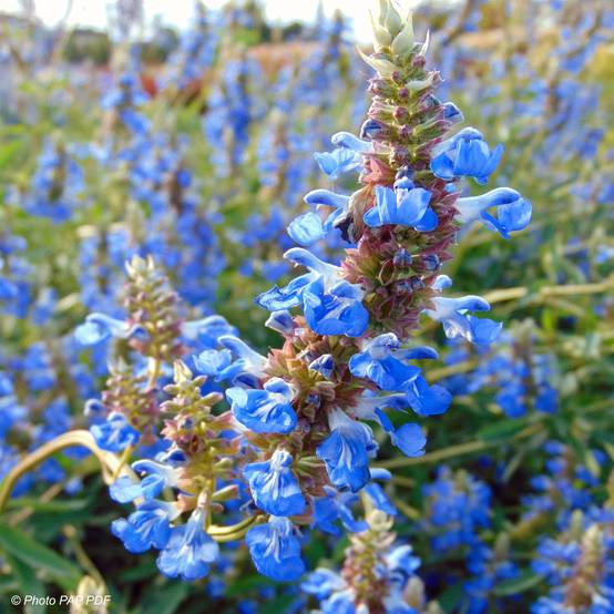 Promesse de Fleurs - Sauge, Salvia uliginosa African Skies Godet de 8/9 cm