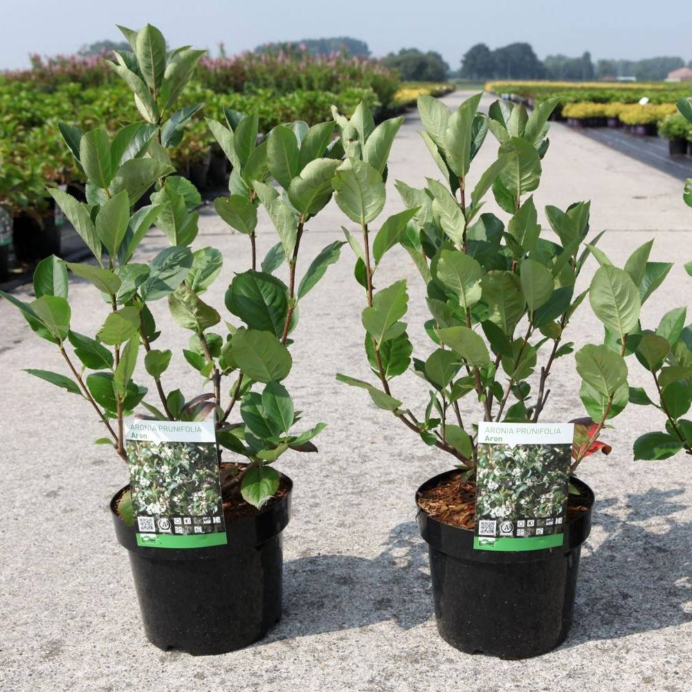 Aronia prunifolia Aron Pot de 2L/3L