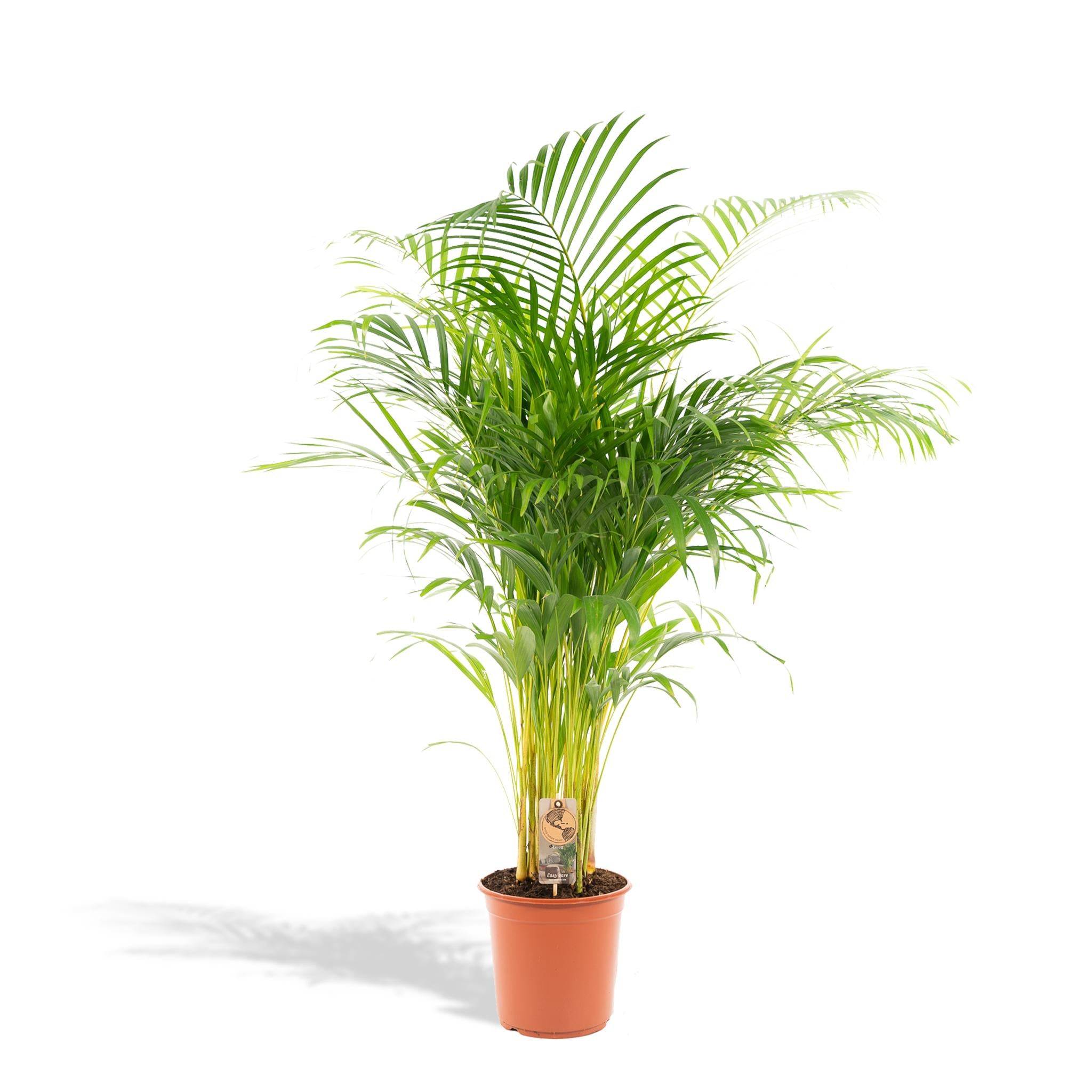 La Green Touch - Palmier Areca - D21 H130cm - Image 1