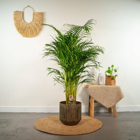 La Green Touch - Palmier Areca - D21 H130cm - Image 2