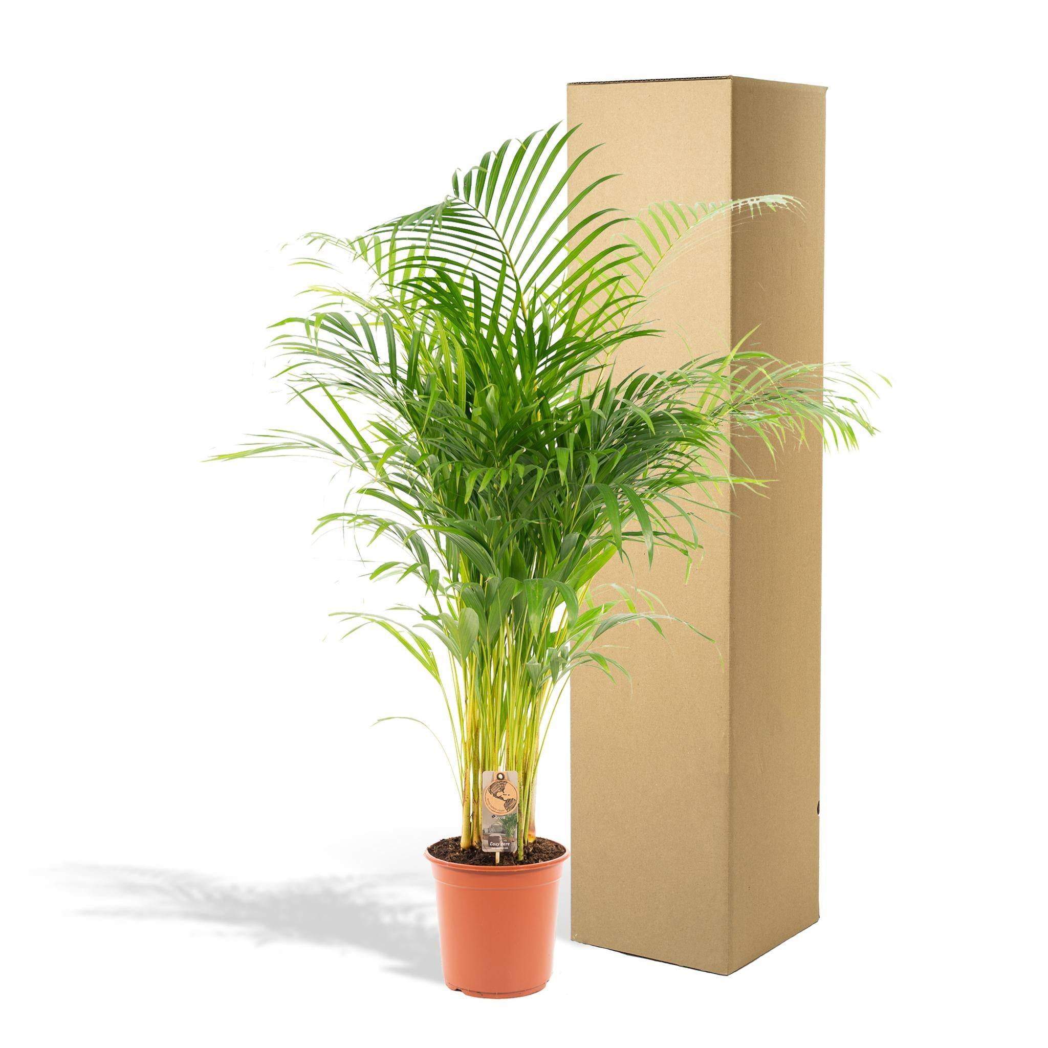 La Green Touch - Palmier Areca - D21 H130cm - Image 5