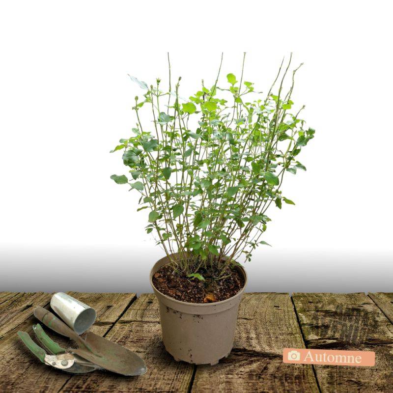 Sauge à petites feuilles Royal Bumble à fleurs Rouge/ - feuillage Caduc - Pot de 4L - 40/60 cm - Imagen 3