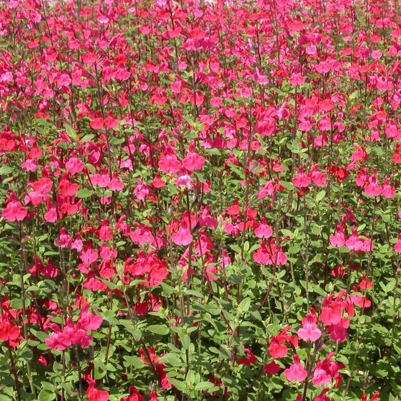 Sauge à petites feuilles Royal Bumble à fleurs Rouge/ - feuillage Caduc - Pot de 4L - 40/60 cm - Imagen 1