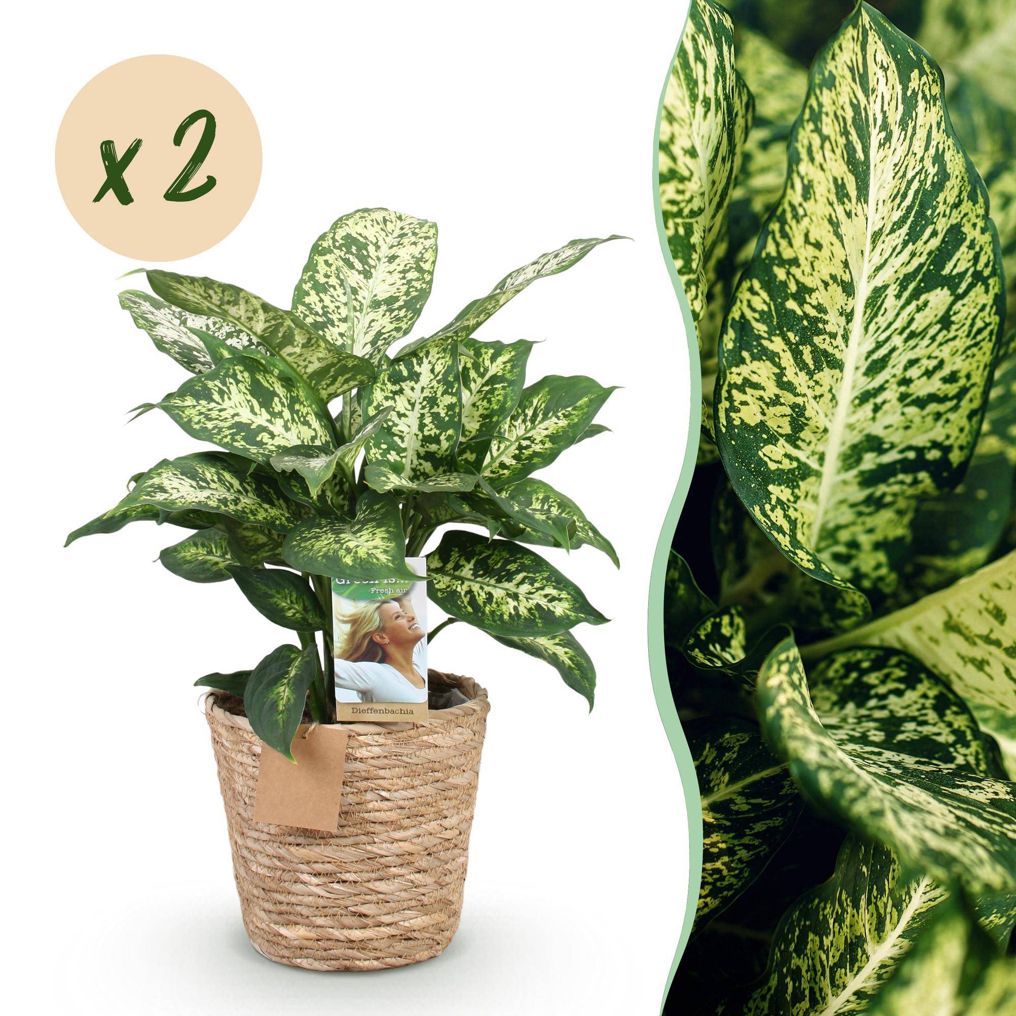 Diefenbachia Compacta - Dieffenbachia - Pot de 17cm - Hauteur 45-50cm - 2 plantes - Panier - Plantes d'intérieur