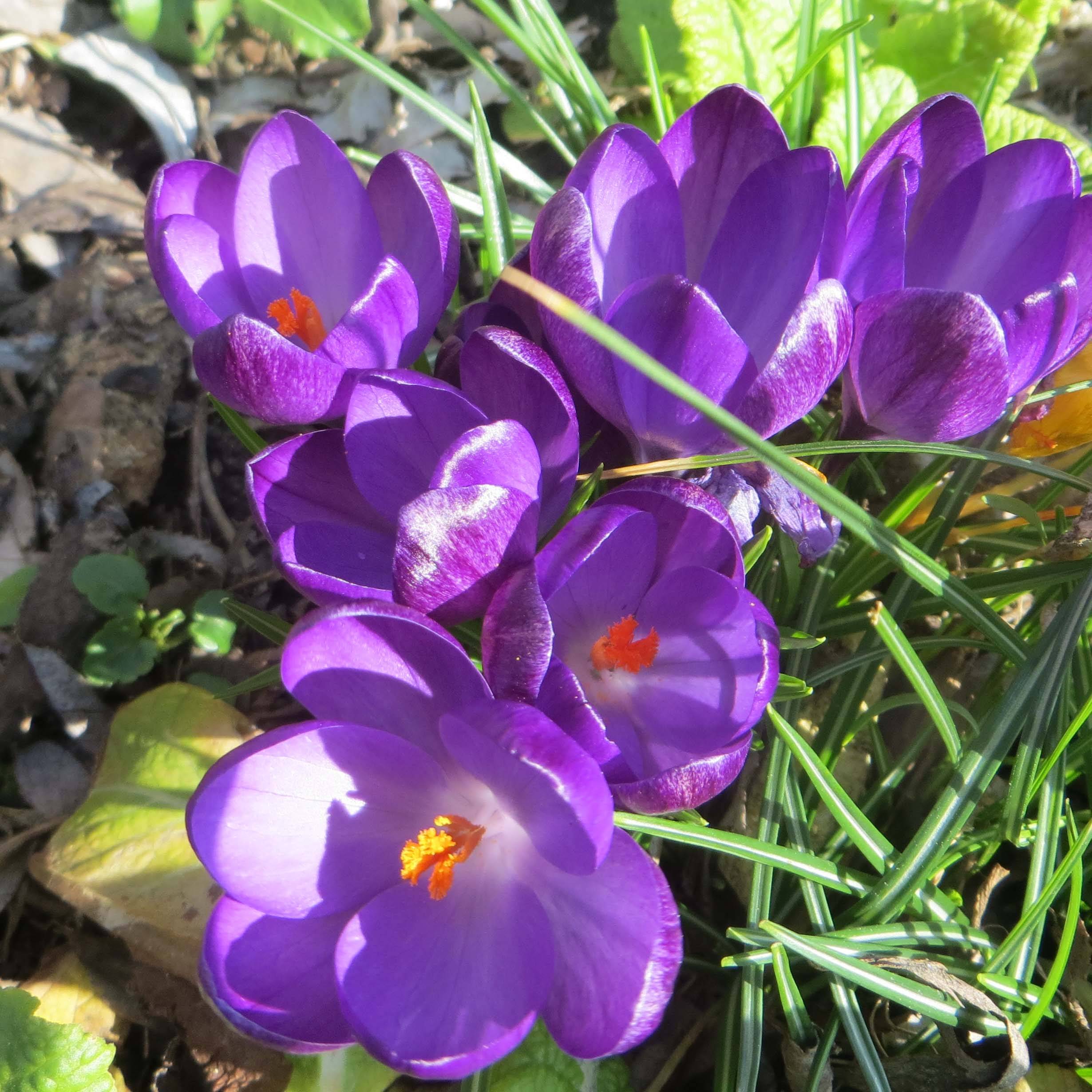 Promesse de Fleurs - Crocus tommasinianus Ruby Giant Bulbe calibre 6+ (par 30)