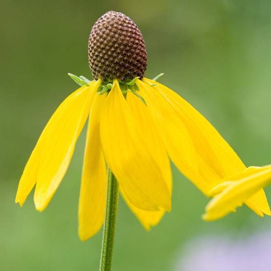 Graines d'Echinacea paradoxa - Echinacée jaune le sachet de 50 graines environ (0,4g)