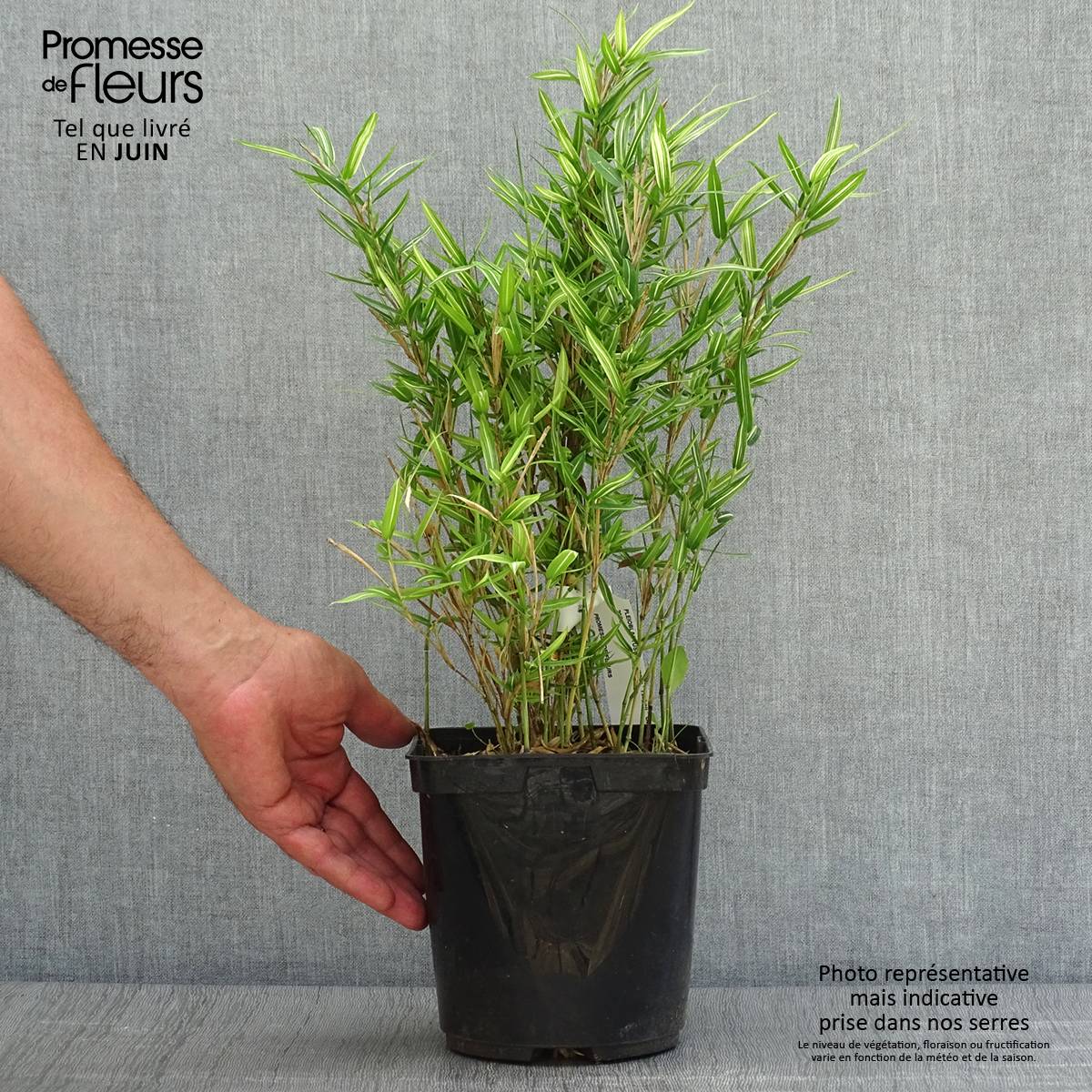 Pleioblastus shibuyanus Tsuboï - Bambou nain panaché Pot de 1,5L/2L - Image 2