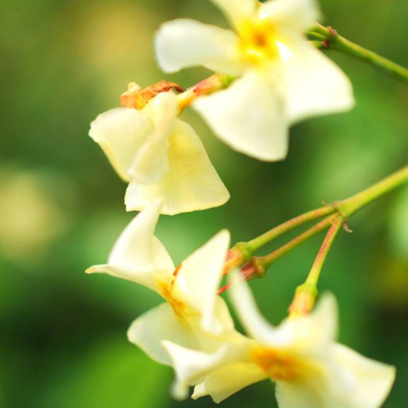Jasmin étoilé Star of Toscane® 'Selbra' à fleurs Jaune - feuillage Persistant - Pot de 1,8L - Tuteur bambou 30/60 cm-  hauteur à maturité De 3,00 m à - Imagen 1