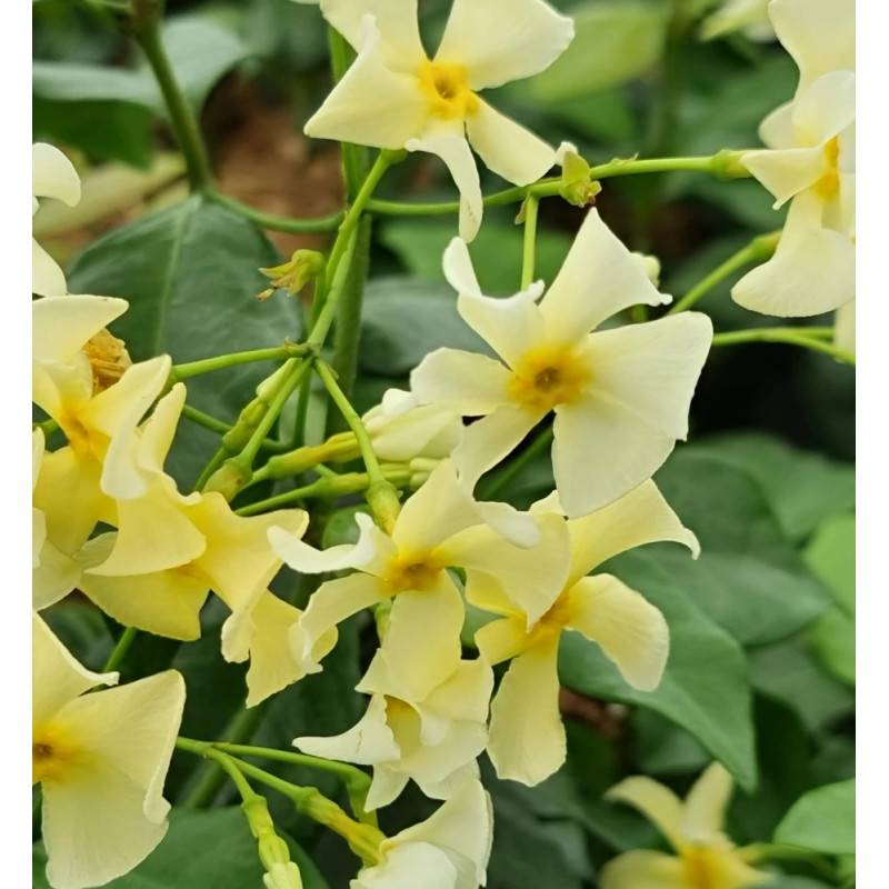 Jasmin étoilé Star of Toscane® 'Selbra' à fleurs Jaune - feuillage Persistant - Pot de 1,8L - Tuteur bambou 30/60 cm-  hauteur à maturité De 3,00 m à - Imagen 6