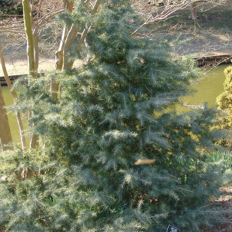 Cèdre de l'Himalaya, Cedrus deodara - Pot de 20L - 175/200 - Image 2