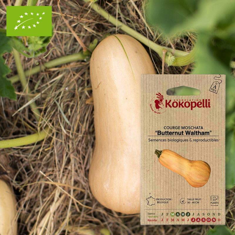 Courge Butternut Waltham- Graines bio à semer - Imagen 1