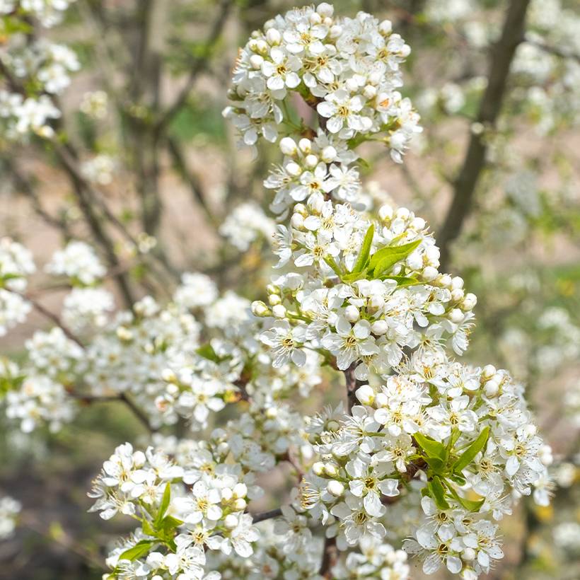 Prunus mahaleb - Bois de sainte Lucie Petites Racines nues