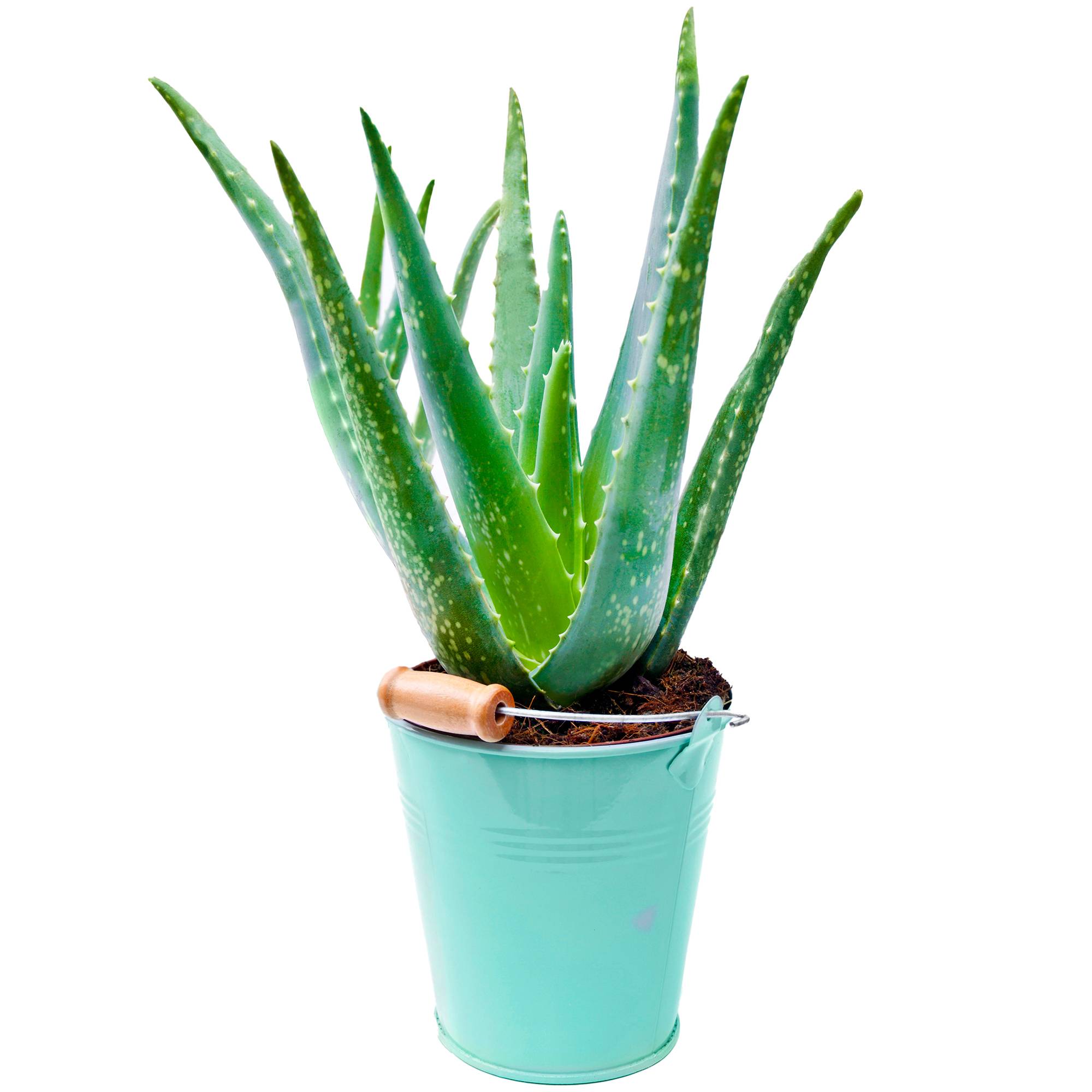 Gardenersdream - 1 X Aloe Vera | 25-35 Cm En Pot | Plante D’Intérieur Apaisante Cadeau À Vendre - GardenersDream - Imagen 1