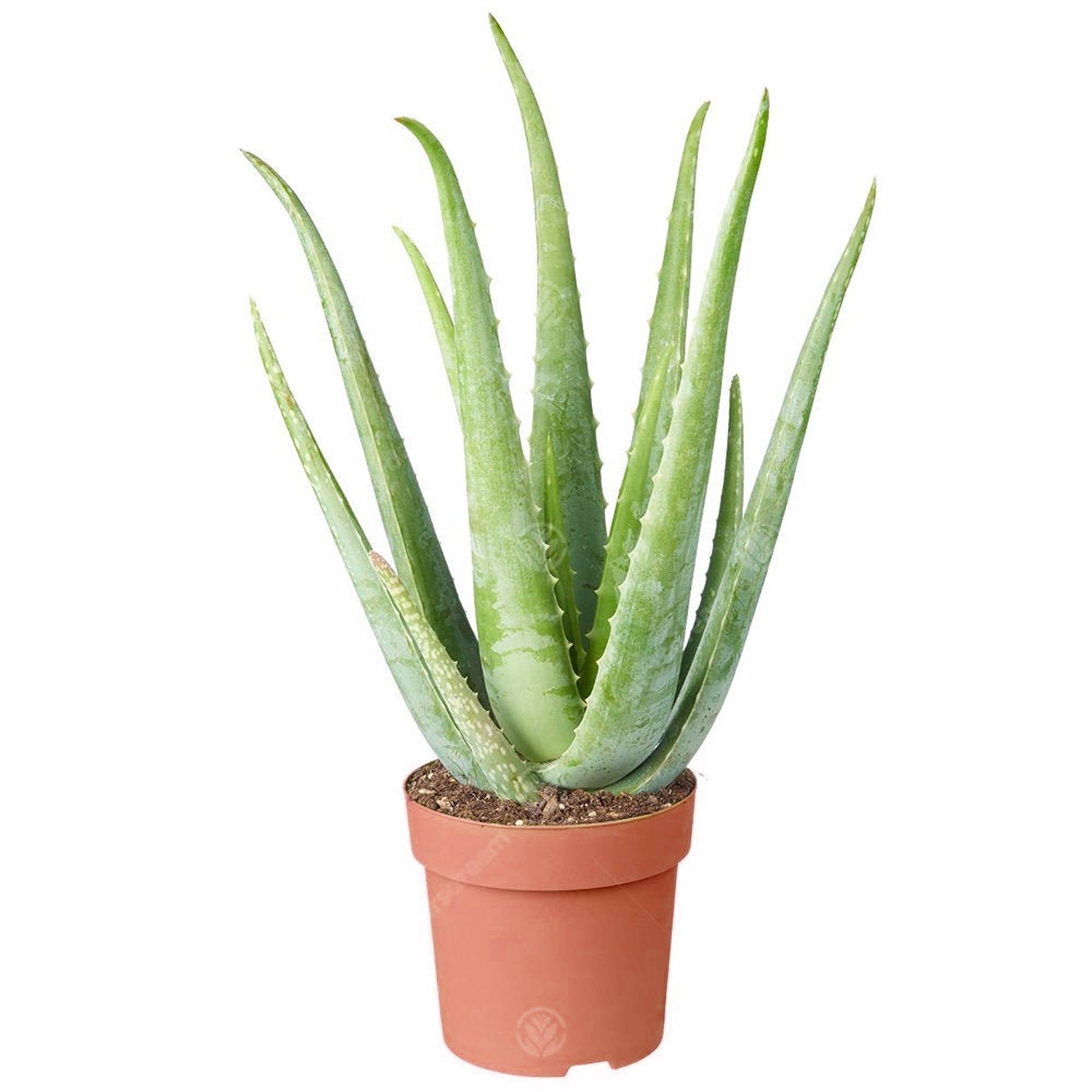 Gardenersdream - 1 X Aloe Vera | 25-35 Cm En Pot | Plante D’Intérieur Apaisante Cadeau À Vendre - GardenersDream - Imagen 2