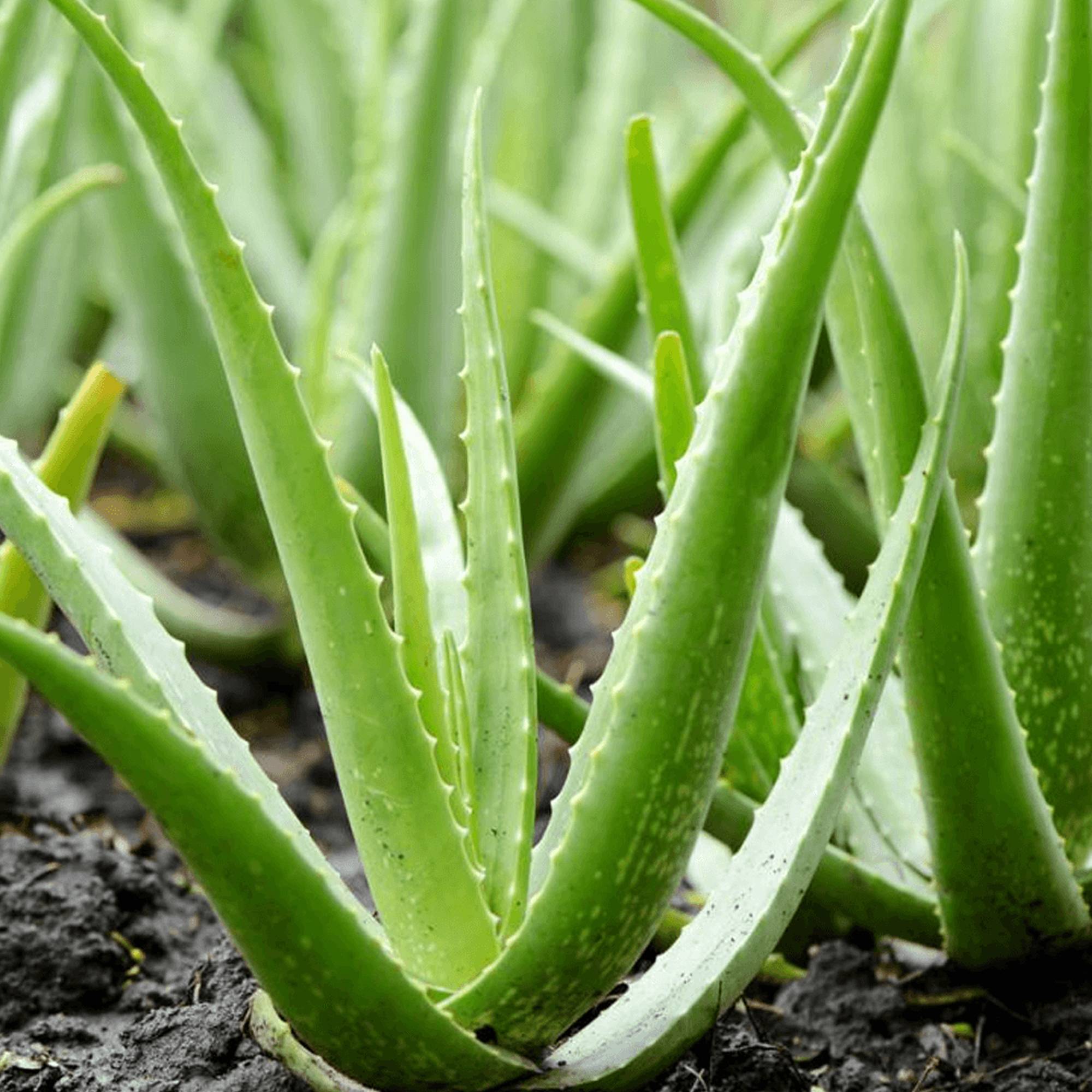 Gardenersdream - 1 X Aloe Vera | 25-35 Cm En Pot | Plante D’Intérieur Apaisante Cadeau À Vendre - GardenersDream - Imagen 3