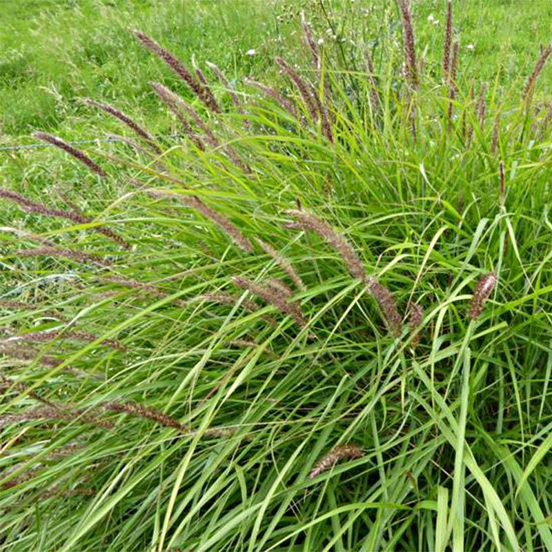 Promesse de Fleurs - Pennisetum incomptum - Herbe aux écouvillons. Godet de 8/9 cm