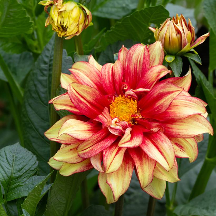 Dahlia décoratif Dazzling Sun Bulbe calibre I