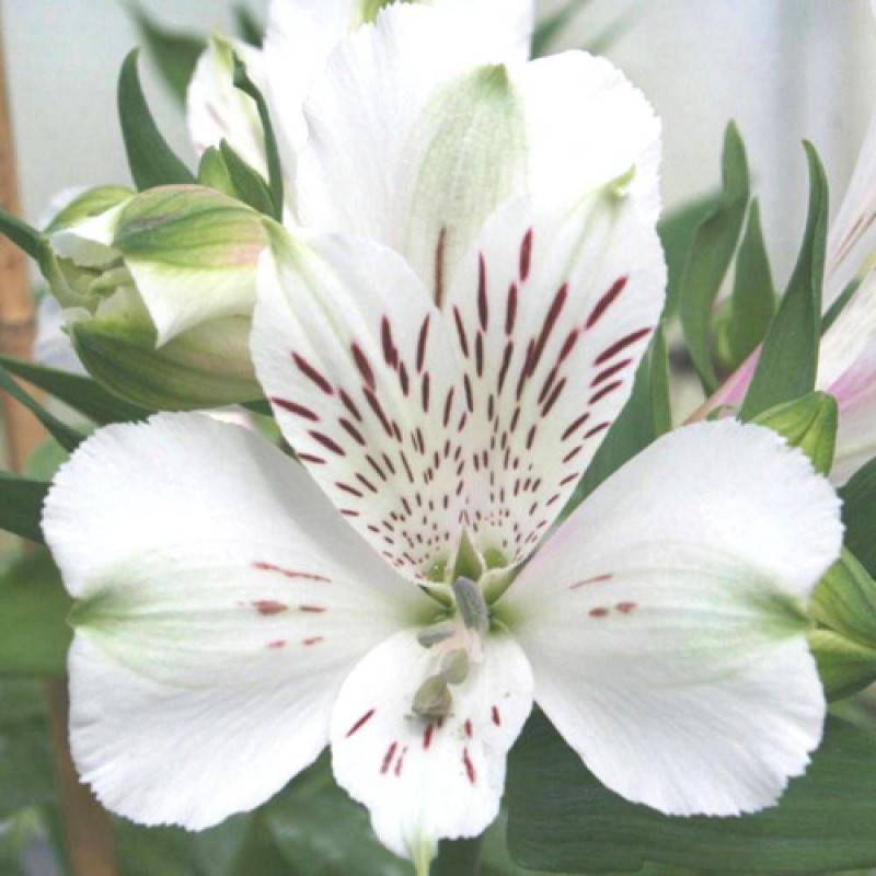 Alstrœmères Mazé®, Lis des Incas à fleurs Blanche/ - feuillage Caduc - Godet - 5/20 cm - Imagen 1