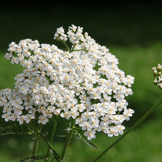 Graines d'Achillée millefeuille blanche - Achillea millefolium le sachet de 5100 graines environ (1g)