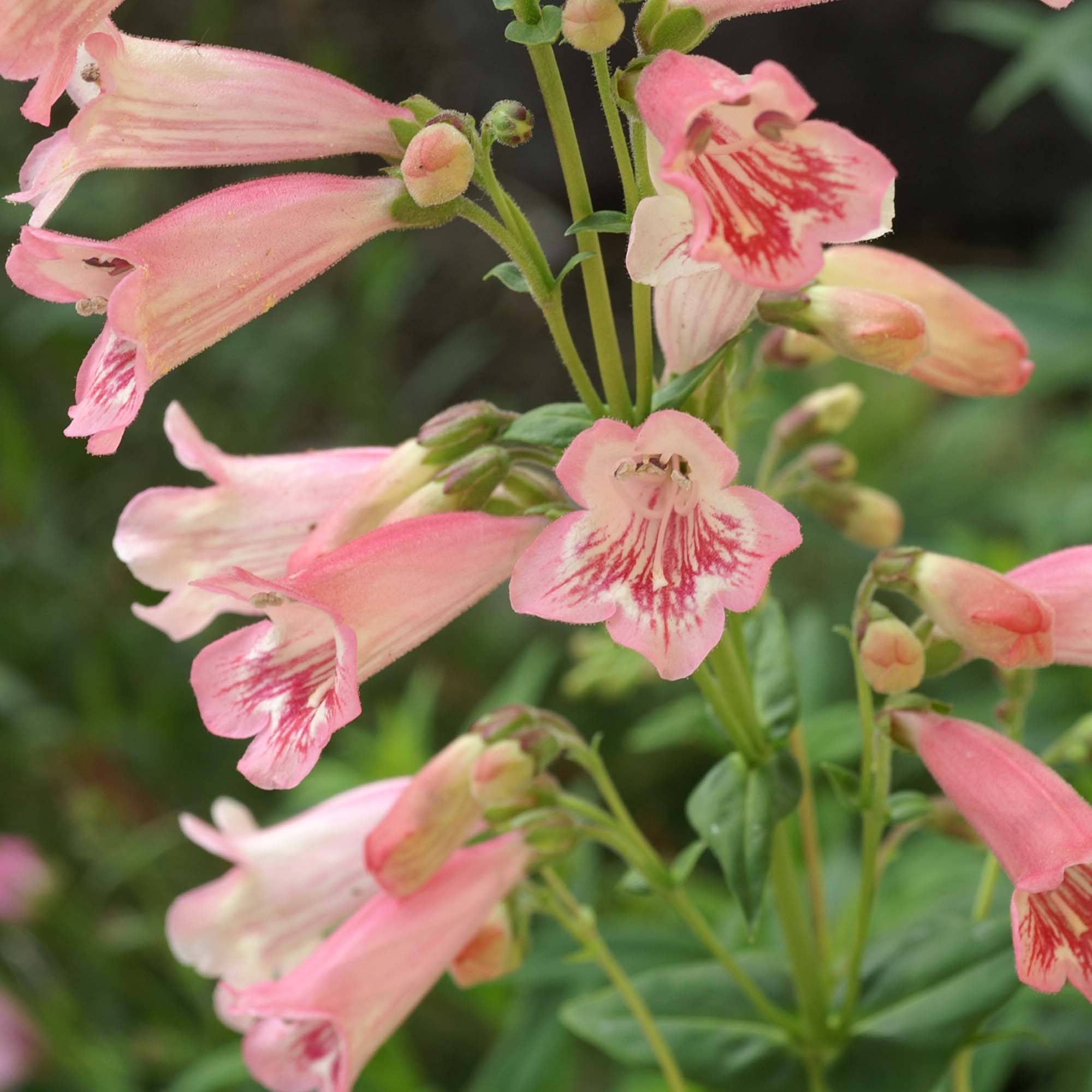 Promesse de Fleurs - Penstemon Hewell Pink Bedder - Galane Godet de 8/9 cm
