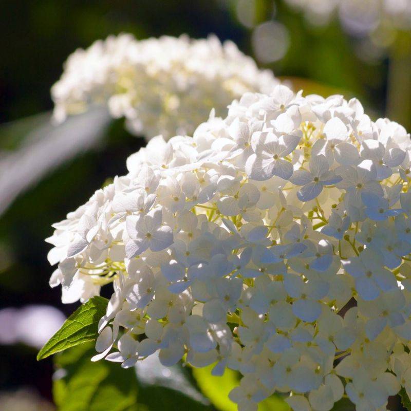 Hortensia Paniculé 'Unique' (Hydrangea Paniculata 'Unique') - Godet - Taille 13/25cm - Pépinières Naudet - Image 1