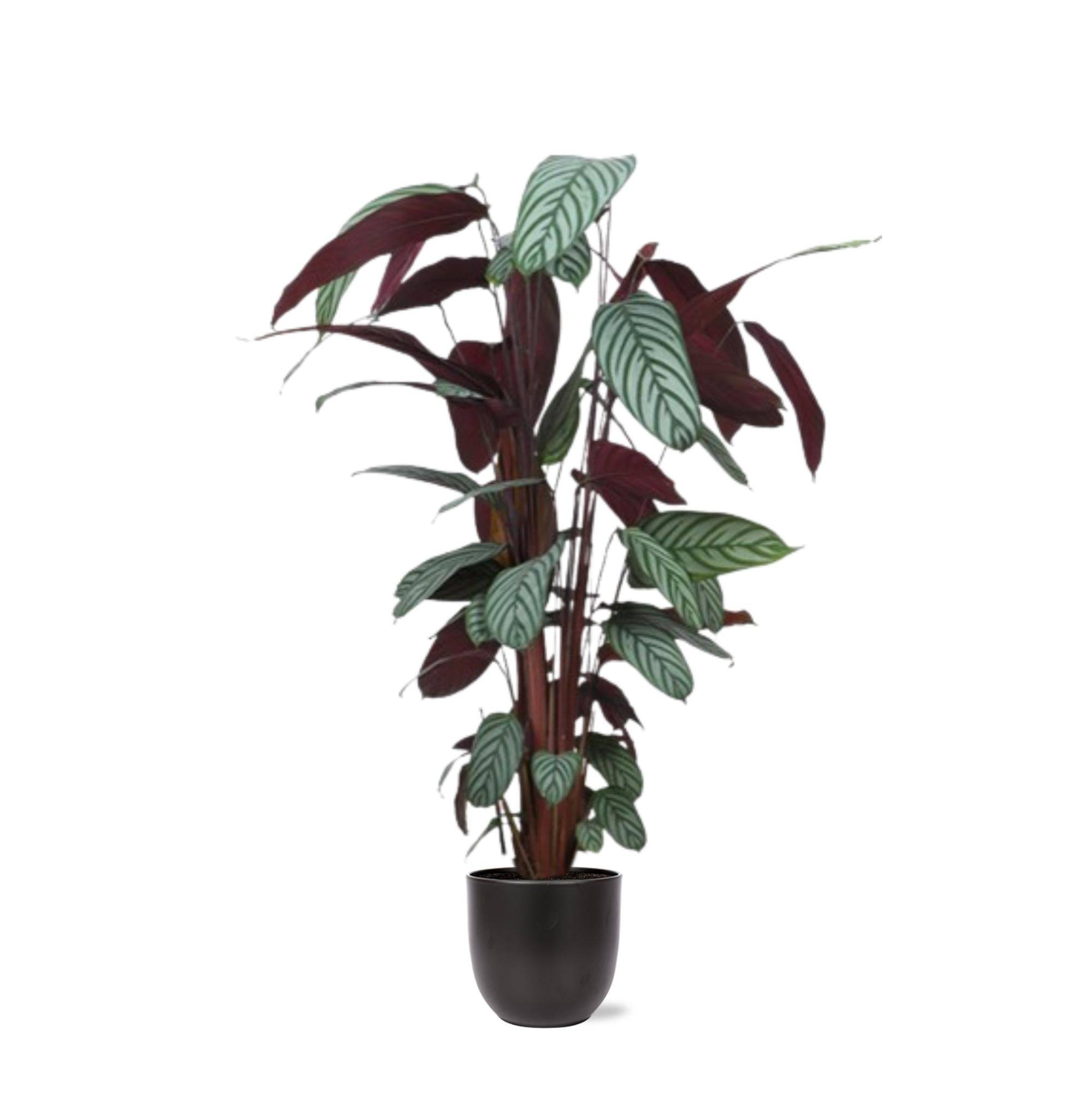 La Green Touch - Ctenanthe Oppenheimiana et son pot- La Green Touch Anthracite - Hauteur 27cm