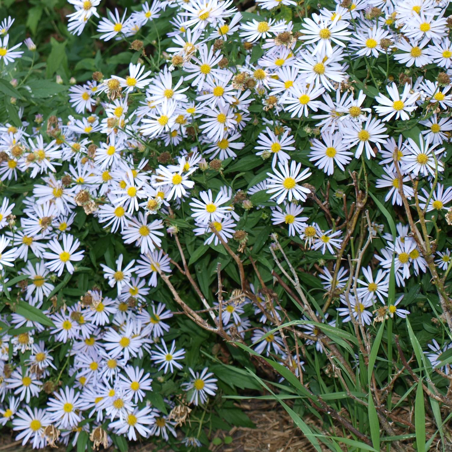 Promesse de Fleurs - Boltonia asteroides Snowbank - Aster étoilé - Faux Aster Godet de 8/9 cm