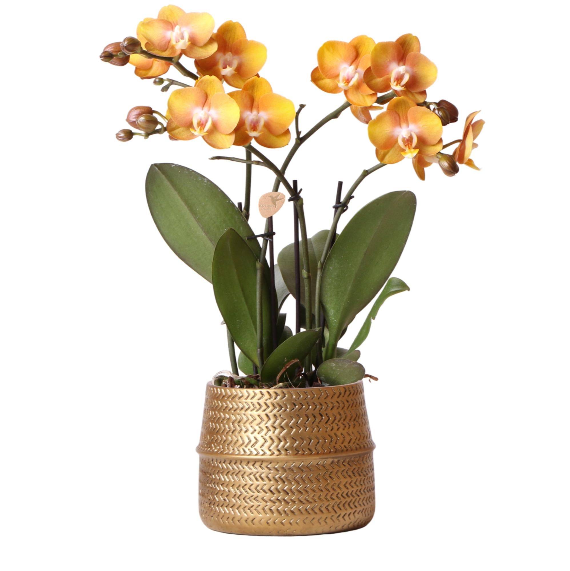 Orchidée Phalaenopsis 'Las Vegas' orange + cache-pot doré effet rainuré - Pot de 12cm - Plantes d'intérieur - Image 1