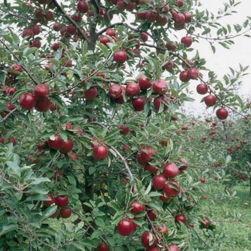 Pommier Starking - Bon rendement - Pot de 10L - Gobelet 2 ans - 120/150 cm - De 3,00 m à 5,00 m - Imagen 4