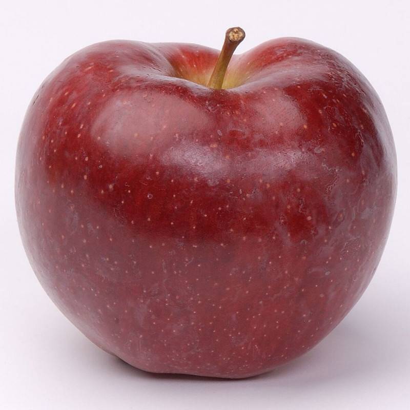 Pommier Starking - Bon rendement - Pot de 10L - Gobelet 2 ans - 120/150 cm - De 3,00 m à 5,00 m - Imagen 1