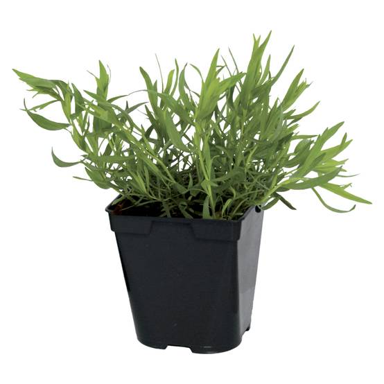 Plant de estragon pot de 1litre - Image 1
