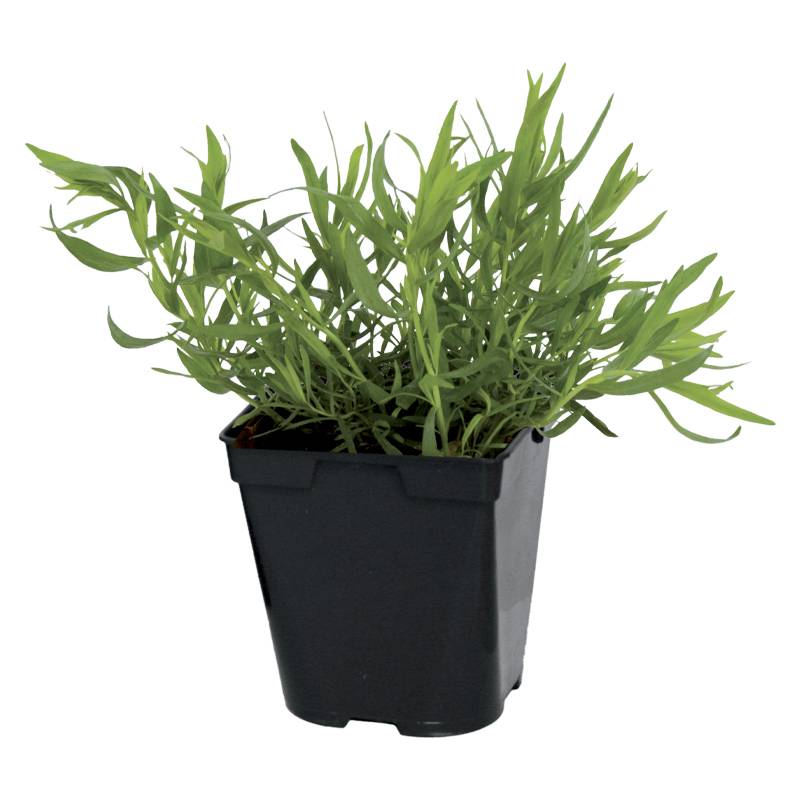 Fleuron D'Anjou - Plant de estragon pot de 1litre