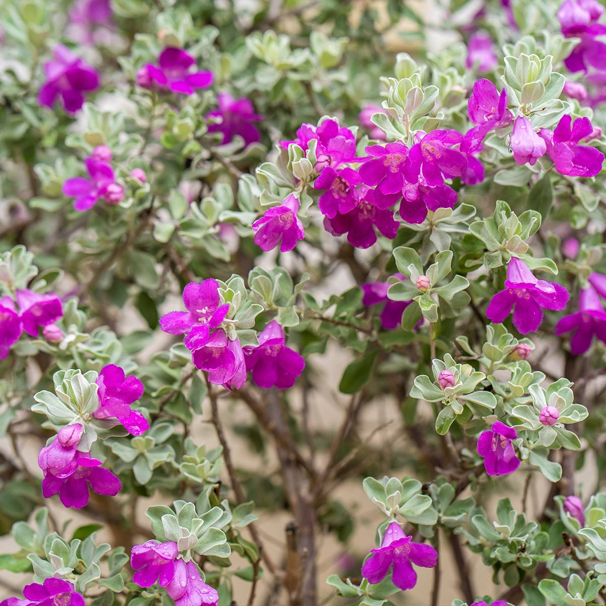 Leucophyllum frutescens - Sauge du désert Pot de 3L/4L