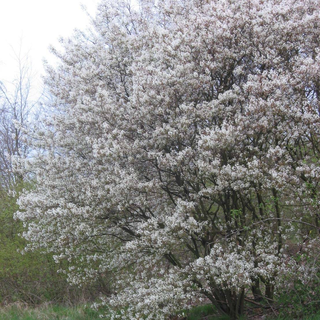 Promesse de Fleurs - Amelanchier lamarckii - Amélanchier de Lamarck Pot de 7,5L/10L
