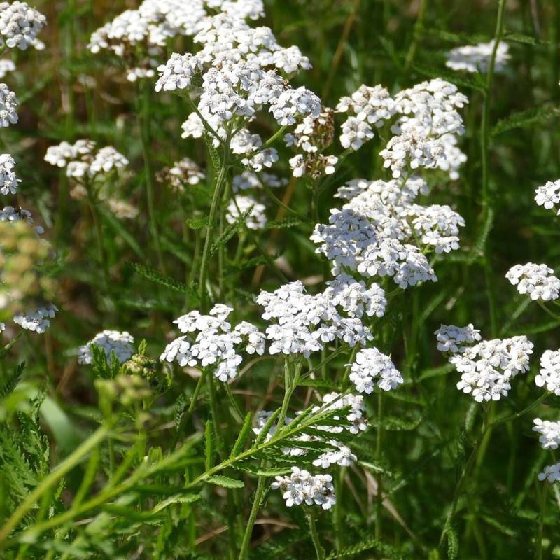 Achillée millefeuille à fleurs Blanche - feuillage Caduc - Godet - 5/20 cm-  hauteur à maturité De 0,50 m à 1,00 m - Imagen 1