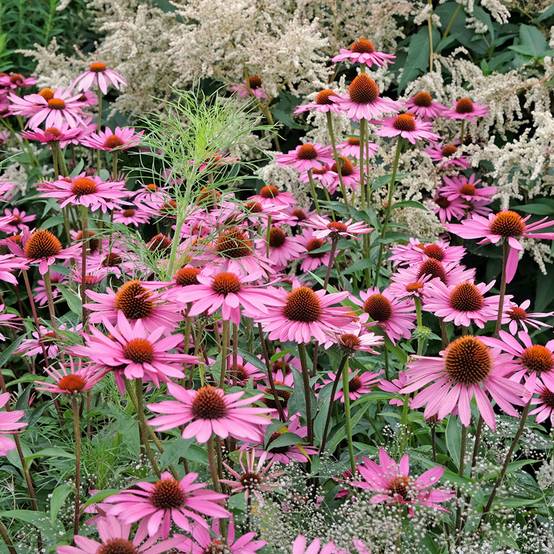 Graines d'Echinacea Pink Parasol - Rudbeckia pourpre le sachet de 64 graines environ (0,3g)