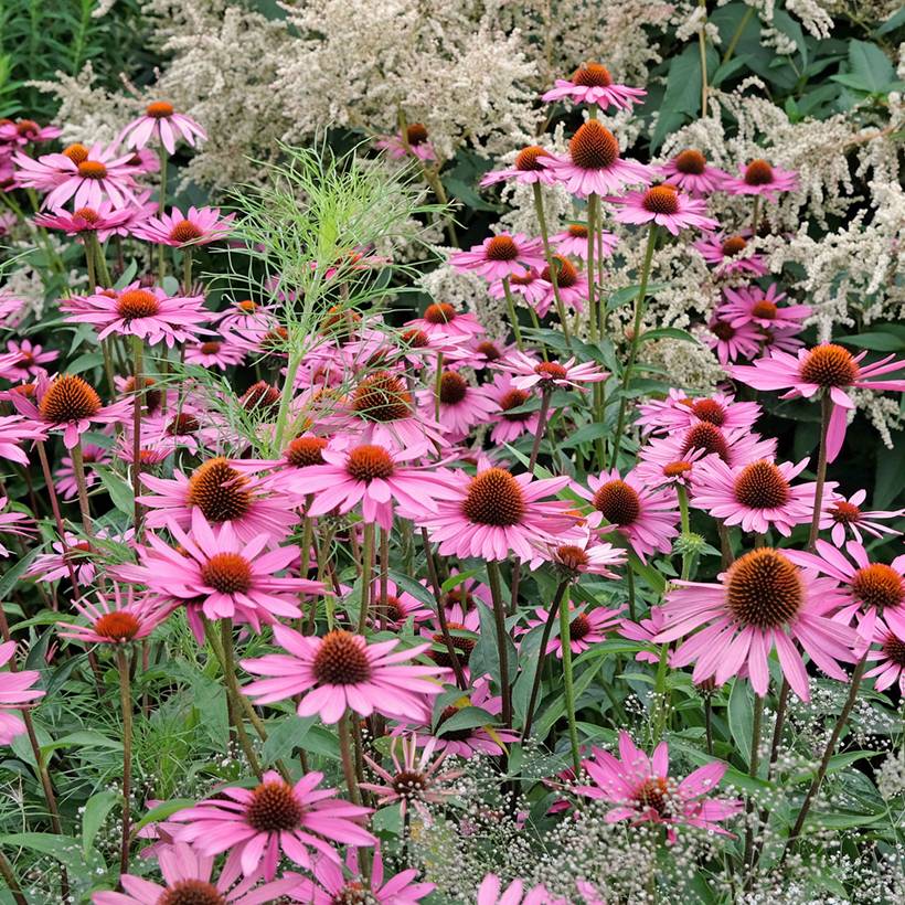Graines d'Echinacea Pink Parasol -  Rudbeckia pourpre  le sachet de 64 graines environ (0,3g)