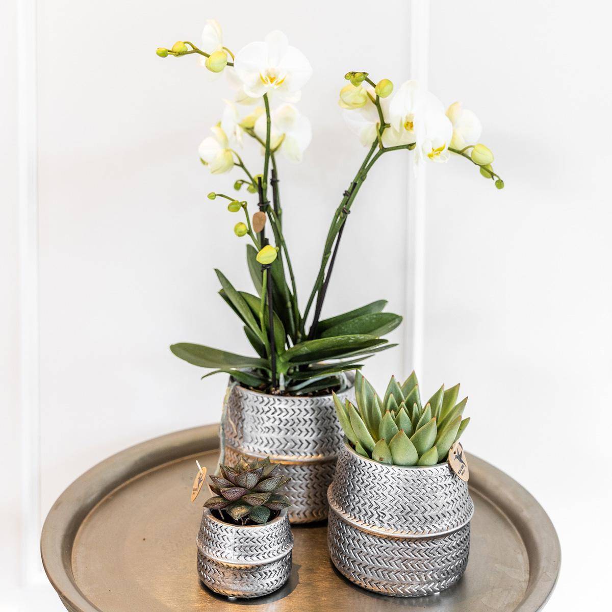 La Green Touch - Duo de succulentes et leurs caches-pots argenté- La Green Touch - Image 4