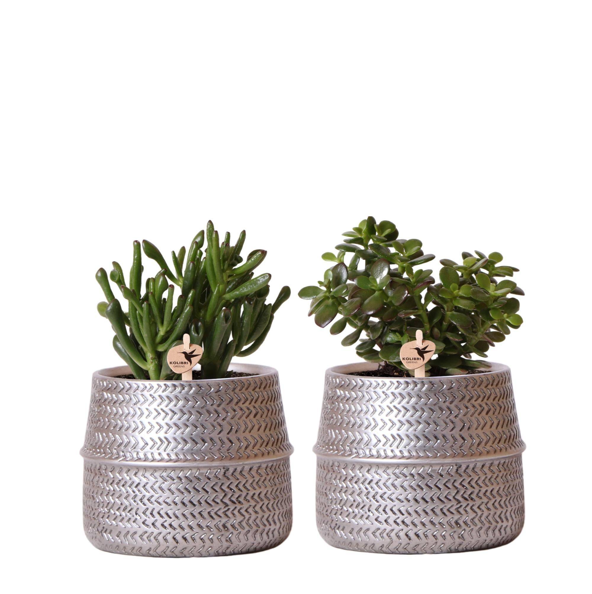 La Green Touch - Duo de succulentes et leurs caches-pots argenté- La Green Touch